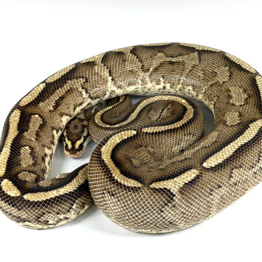 2021 Female Gravel/Specter (Proven)