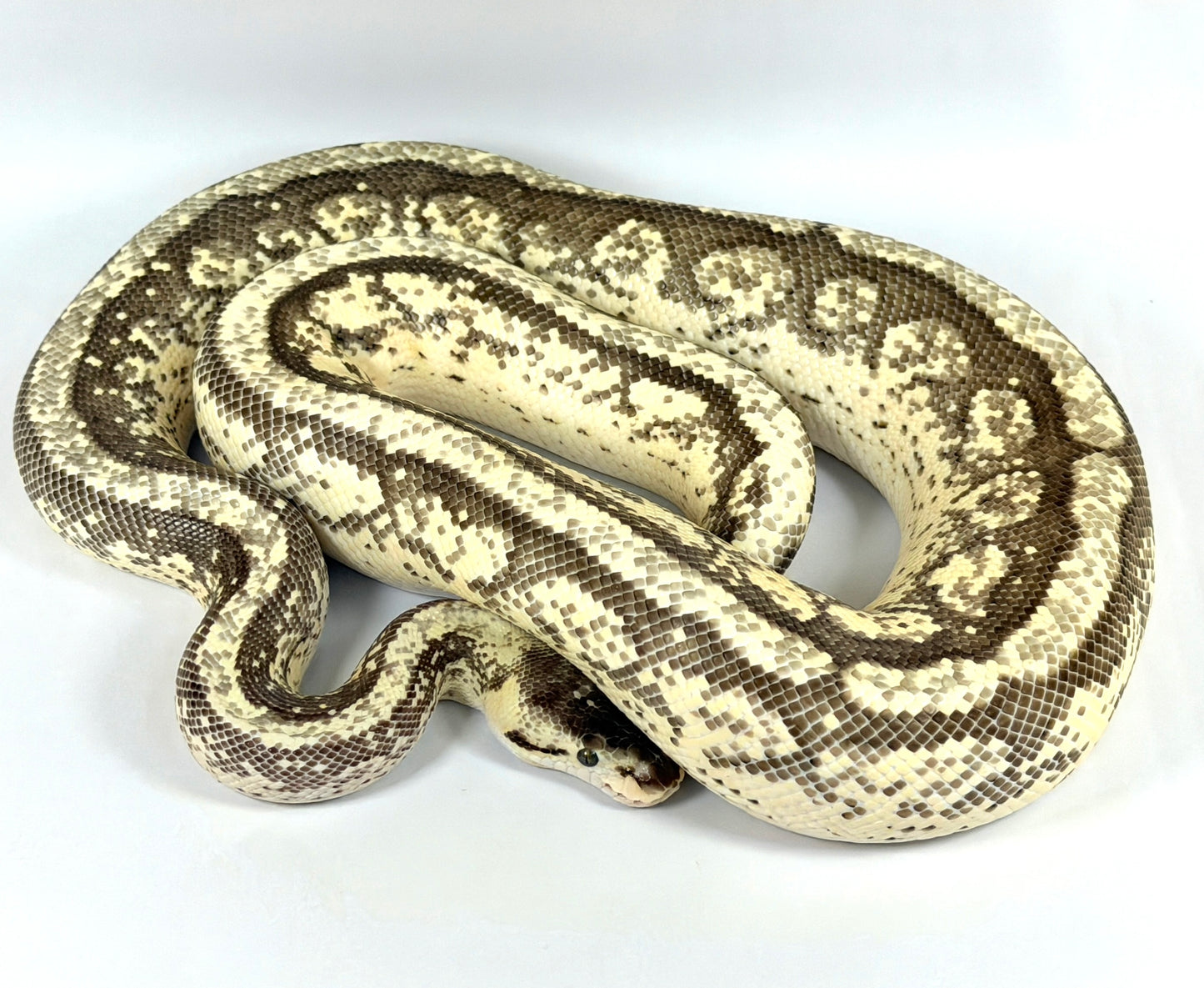 2022 Female Pastel Orion