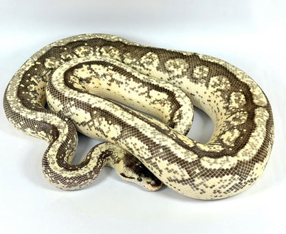 2022 Female Pastel Orion
