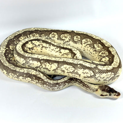 2022 Female Pastel Orion