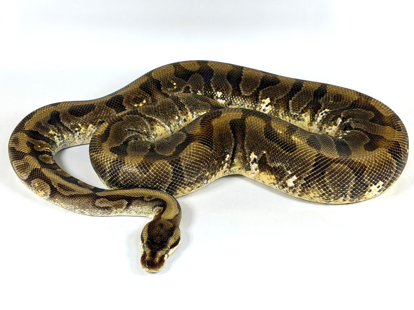 2019 Female HGWG Enchi YB Fader (Proven)