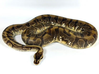 2019 Female HGWG Enchi YB Fader (Proven)