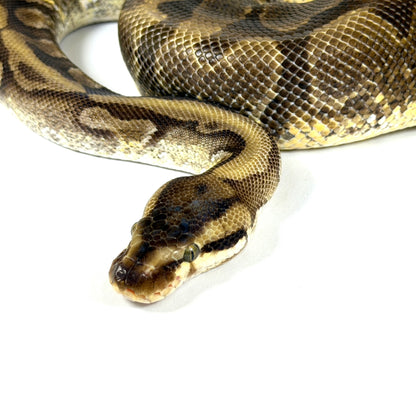 2019 Female HGWG Enchi YB Fader (Proven)