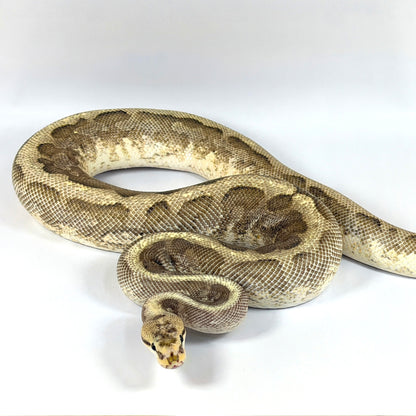 2022 Male Enchi Orion