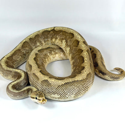 2022 Male Enchi Orion