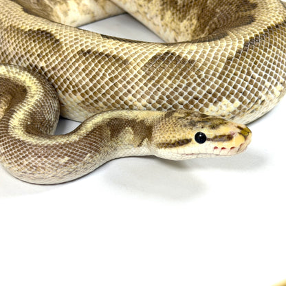 2022 Male Enchi Orion