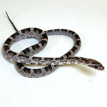2025 Female Anery DH Bloodred Stripe pos TH Amel Hypo Scaleless Corn Snake