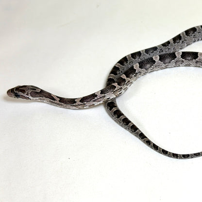 2025 Female Anery DH Bloodred Stripe pos TH Amel Hypo Scaleless Corn Snake