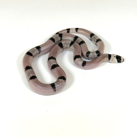Late 2024 Male Ghost Honduran Milk Snake