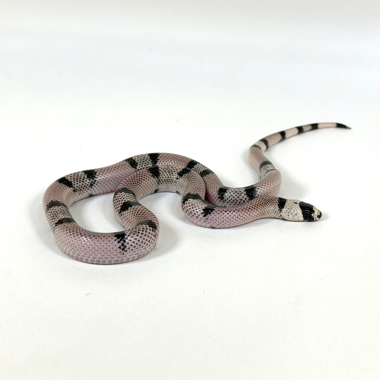 Late 2024 Male Ghost Honduran Milk Snake