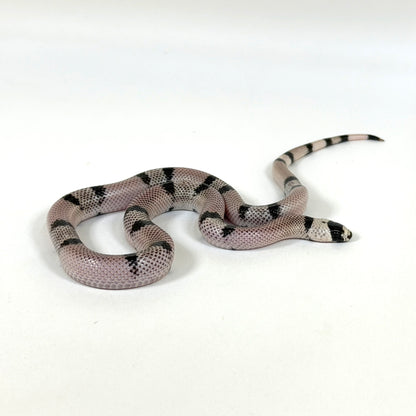 Late 2024 Male Ghost Honduran Milk Snake